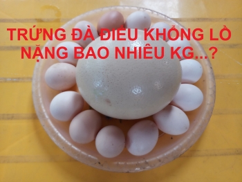 Trứng Đà Điểu Khổng Lồ Nặng Bao Nhiêu Kg...? _ TRANG TRẠI ĐÀ ĐIỂU PHƯƠNG NAM